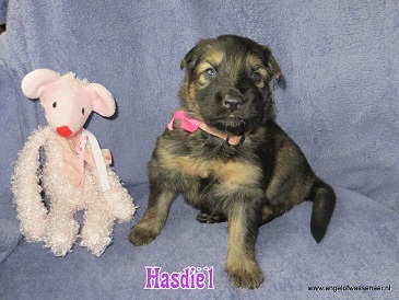 Hasdiël, grauw Oudduitse Herder teefje van 3 weken oud